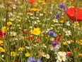 "One of the biggest benefits of a wildflower garden is the diversity and variety of wildlife the plants will attract," says Erin Berkyto of the Knotty Garden