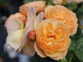 The Honey-Apricot Rose can grow up to two metres, making it suitable as a privacy screen.