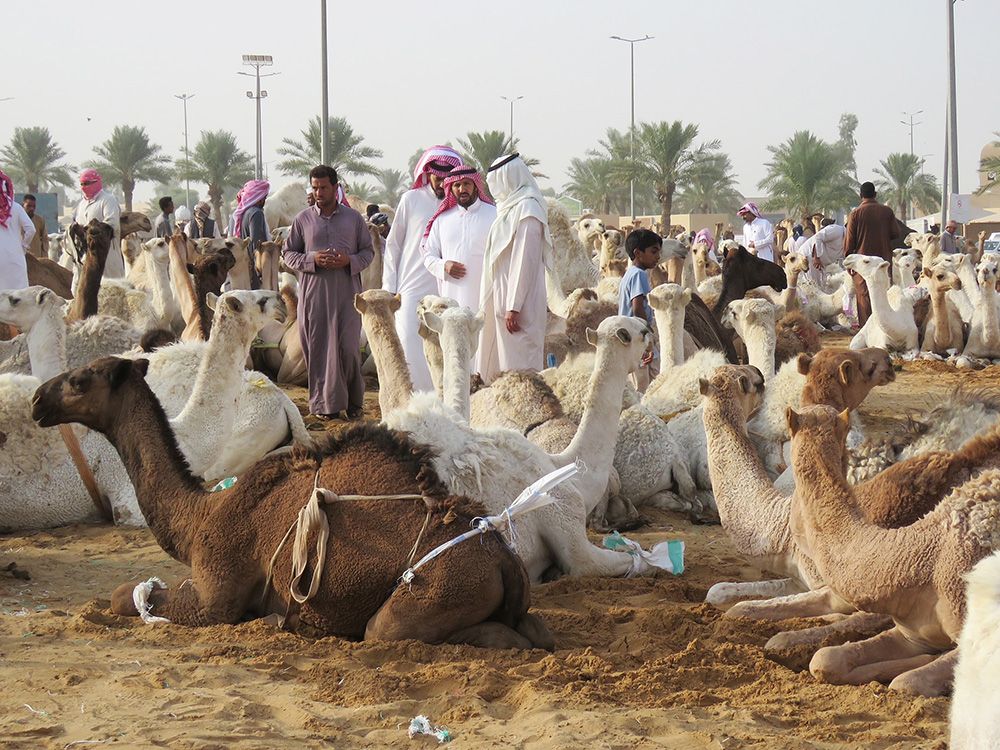 Visiting the largest camel market in the world Vancouver Sun