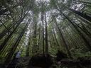 A couple are dwarfed by old growth trees as they walk in Avatar Grove near Port Renfrew.