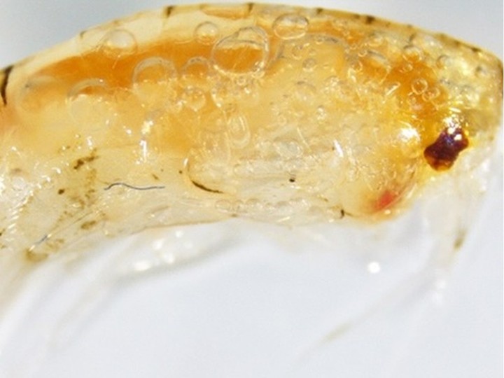  Zooplankton with an ingested microfibre. Photo: Dr. Oladimeji Ayo Iwalaye/ Ocean Wise.
