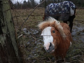 A horse peeks through a fence in Surrey.