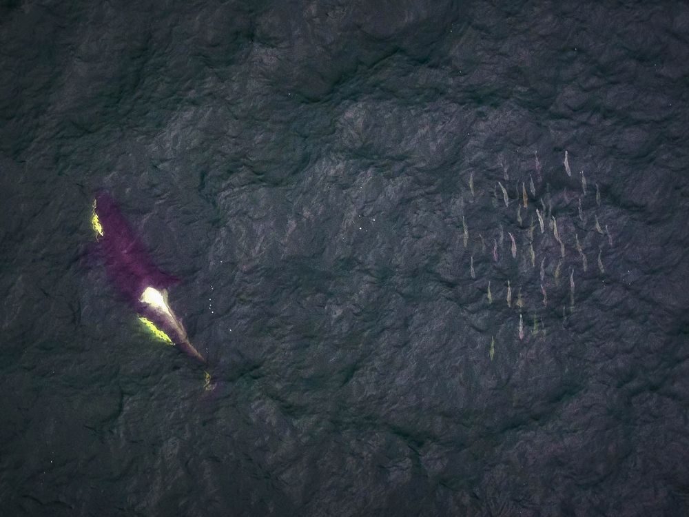 卑诗渔船倾倒数千条鲑鱼，导致逐渐枯竭的虎鲸食物链