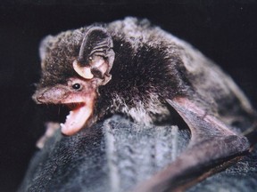 A silver-haired bat is shown in this undated handout photo. Authors of a new study say that while bats are well known for using sound to echolocate prey and navigate around objects, silver-haired bats become only the second species of bat whose singing has been documented in North America.