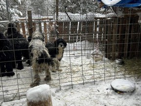 SPCA