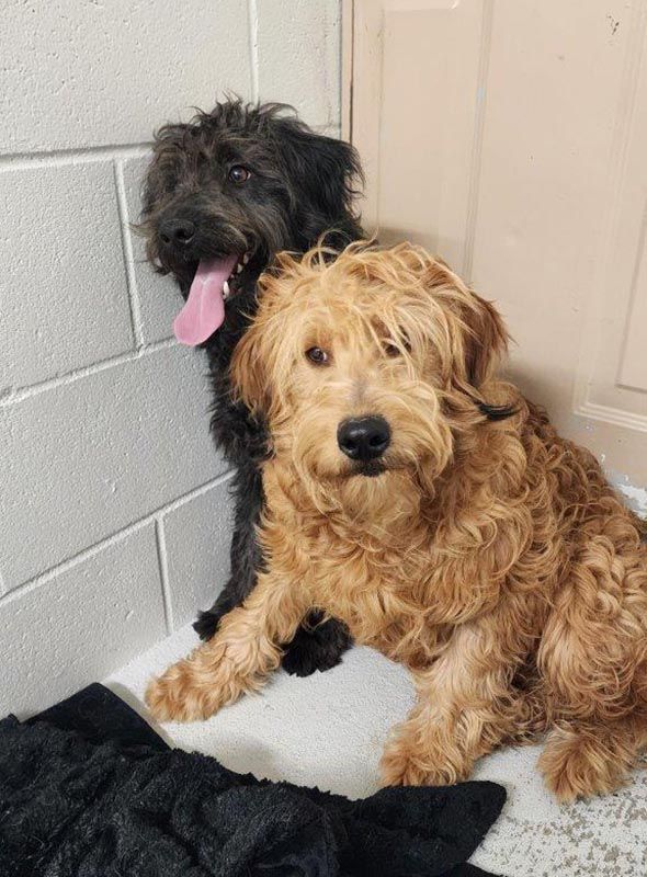 Spca labradoodle sale