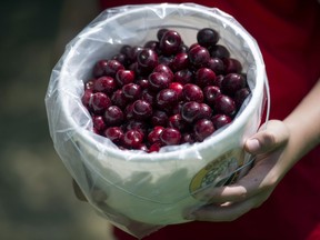 The president of the group representing British Columbia cherry growers says this season will be the most challenging in their lifetimes after a cold snap swept over much of the province last month. A bucket of cherries is shown in Martinsburg, W.Va. in a June 26, 2014 file photo.
