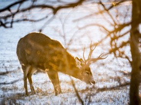 A mule dear buck forages for food as the sun rises near Dog Pound, north of Calgary, on Saturday, Jan. 13, 2024. Researchers say a deadly disease has the potential of doing significant damage to British Columbia's deer population after the first cases were discovered in the province.