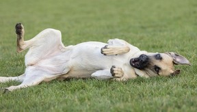 Memphis the dog