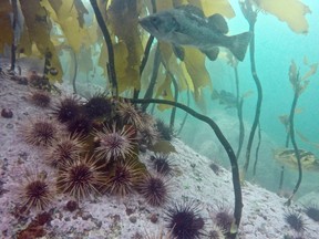 sea urchins eat kelp