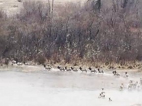Herd of elk fording a river in B.C.
