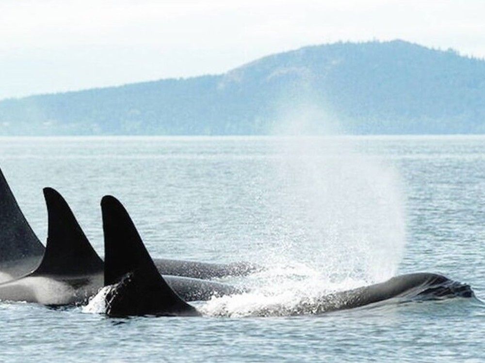 扩大虎鲸觅食区域可能对其生态造成“毁灭性”的影响