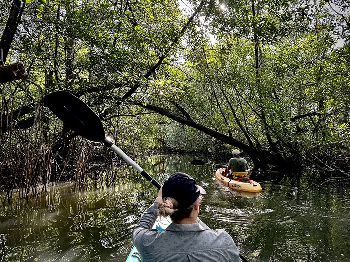  Isla Bastimentos’ thick mangrove forests are home to sloths and caimans and are best accessed via kayak.