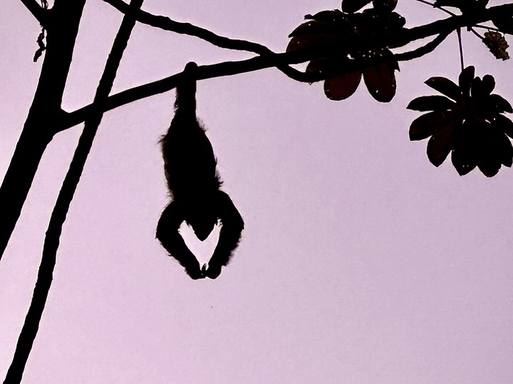 A three-toed sloth dangles from a cecropia tree at sunset near Tranquilo Bay on Isla Bastimentos.