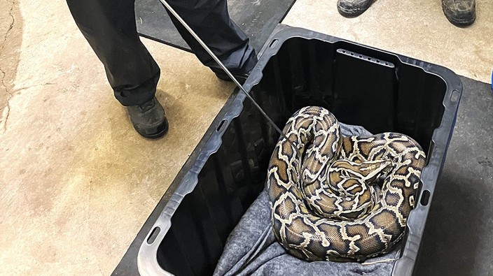 Burmese python seized from Chilliwack home by B.C. conservation officers