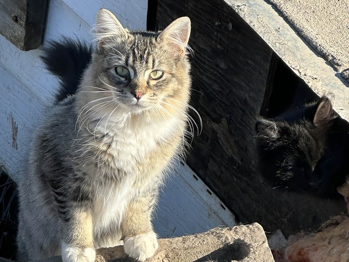  The B.C. SPCA is preparing to take in over 200 cats and kittens from a single home in Houston, which has been inundated over the years with strays being dropped off there, after the overwhelmed pet guardian made a call to the animal help line.