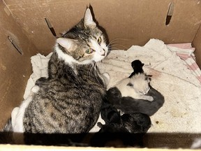 Houston BC cats