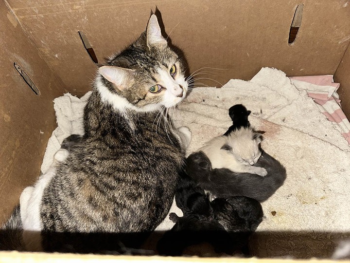  The B.C. SPCA is preparing to take in over 200 cats and kittens from a single home in Houston, which has been inundated over the years with strays being dropped off there, after the overwhelmed pet guardian made a call to the animal help line.
