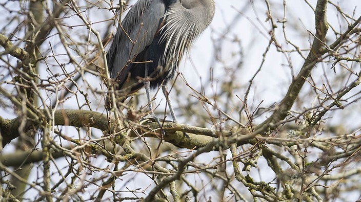 Pacific great blue herons back in Stanley Park for 24th straight year