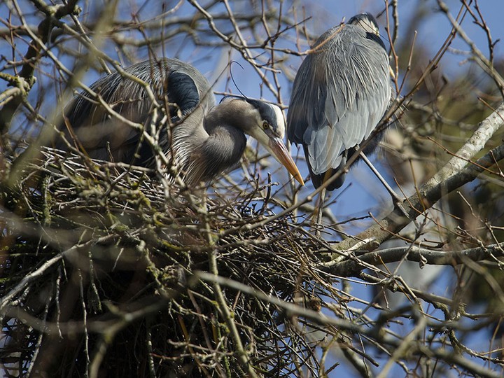  The Pacific great blue heron colony has returned to Stanley Park in Vancouver. This is the 24th consecutive year they’ve made the area near the tennis courts their nesting ground.