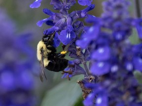 A bee is seen on a flower in downtown Ottawa onTuesday, Sept. 5, 2023. A study suggests climate change will drive a massive shift in the the birds, bugs and other critters that live alongside humans in 60 cities across North America.