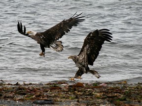 Bald eagles at play in Masset Harbour on Haida Gwaii.