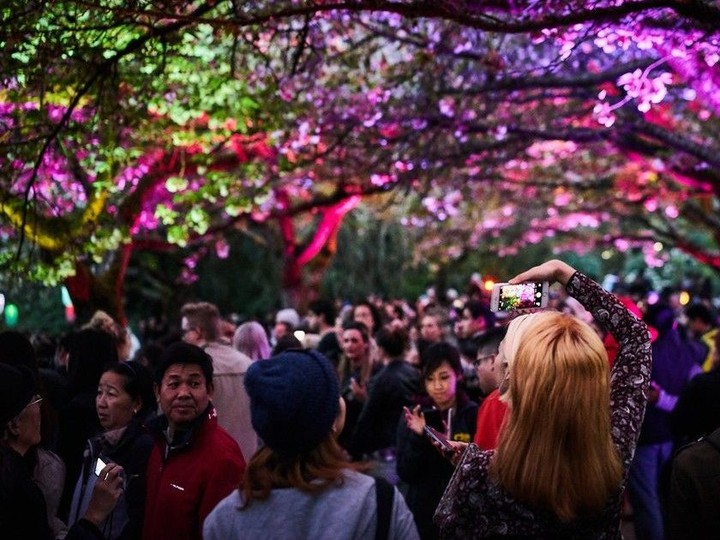 The 2024 Vancouver Cherry Blossom Festival gets underway March 29. Among the festival’s many events is Blossoms After Dark which will see cherry trees in Yaletown’s David Lam Park lit up with colourful and moody lighting.