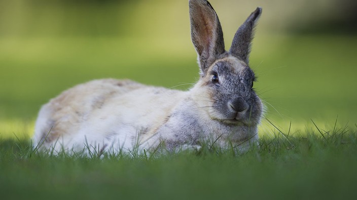 Bunnies are cute, but don't touch or feed them: Vancouver parks