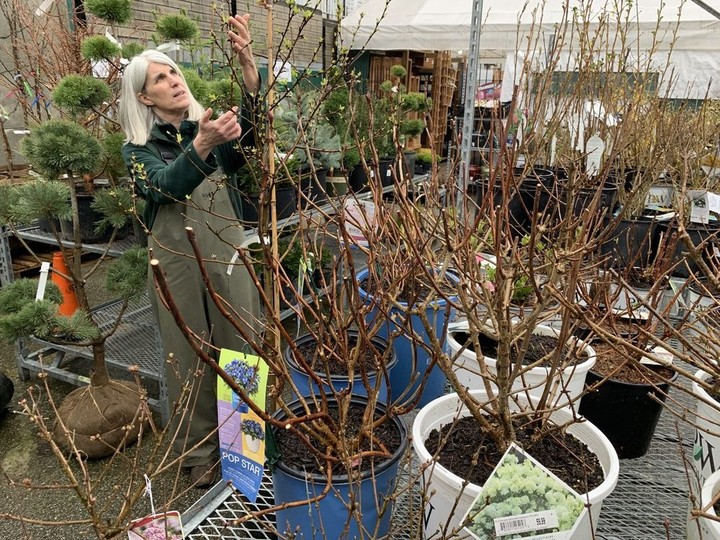  Laura Doheny, store manager at Hunter Garden Centre’s Vancouver branch, inspects buds on March 11, 2024.