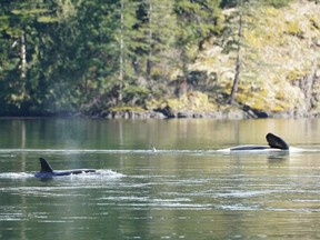 A distributed photo shows an orca and her calf in a lagoon near Zeballos, British Columbia.  Experts are reconsidering their options on a rescue plan for the young orca trapped by the tide in a remote lagoon off North Vancouver Island.