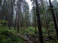 A couple walks among old growth tress in Avatar Grove near Port Renfrew, B.C. Tuesday, Oct. 5, 2021. A report from the B.C. branch of the Canadian Centre for Policy Alternatives says a leaked map suggests the province has approved a pause for logging in less than half of the old-growth forests identified as being at risk of permanent biodiversity loss.