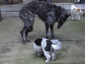 TSAWWASSEN, BC., Gentle giant Fanny, a three-year-old Scottish deerhound, finds small, yappy dogs scary.