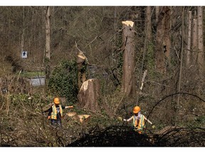Crews were logging in Stanley Park on March 18, 2024.