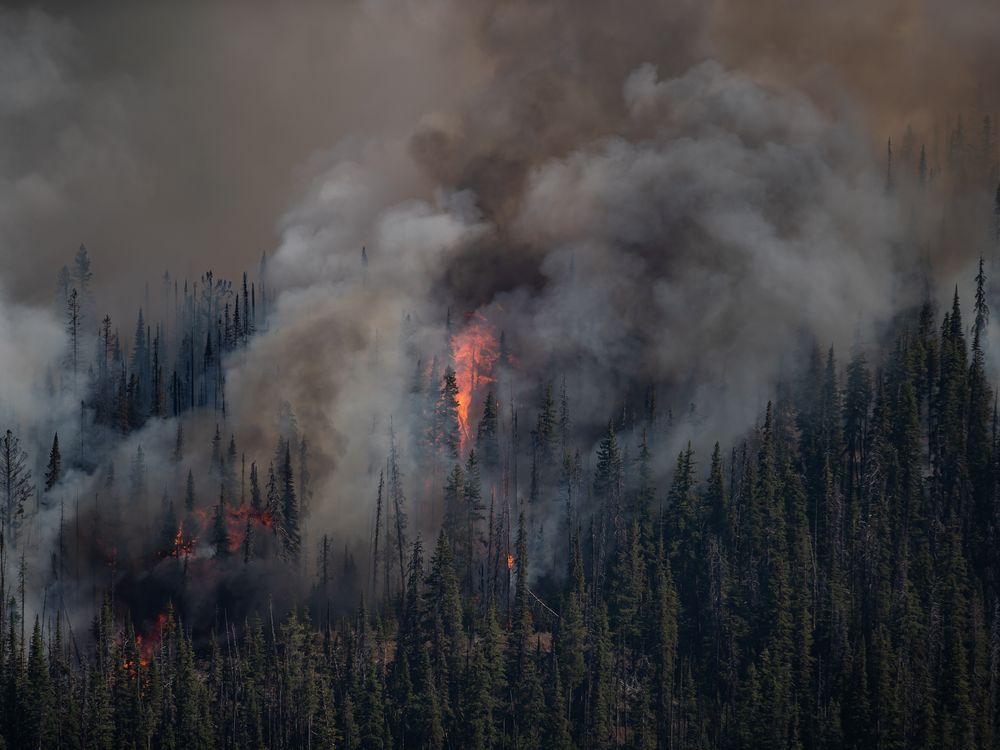 研究发现，不准确的森林燃料数据可能引发不列颠哥伦比亚省的野火