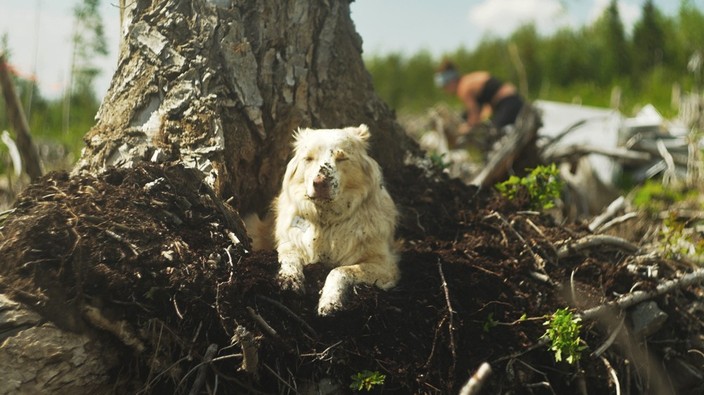 Tree-planting camp dogs stars of new documentary film Block Dog