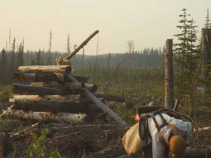 In his new documentary Block Dog, filmmaker Everett Bumstead chronicles the lives of eight dogs in a remote tree-planting camp in the Quesnel area. Here Olive overlooks a planting site.