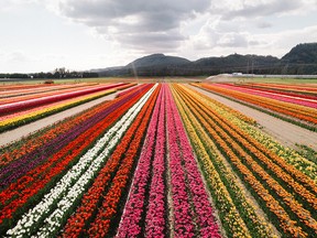 bbotsford Summer Flower Festival