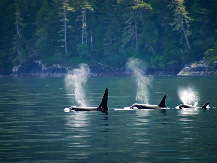 File photo of orcas in B.C. waters.