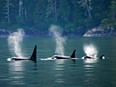 orcas