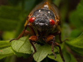 A Brood X Cicada sits on leaf in Madison, Indiana looking forward.