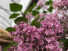 Brian Minter: Tolerant and unfussy, lilacs important for gardens