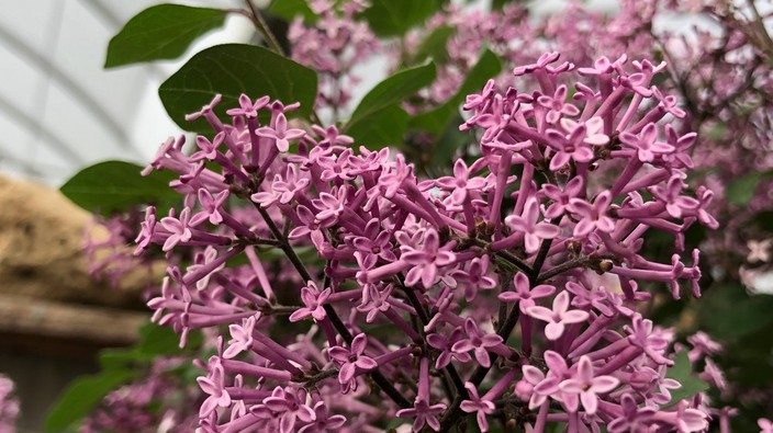 Brian Minter: Tolerant and unfussy, lilacs important for gardens