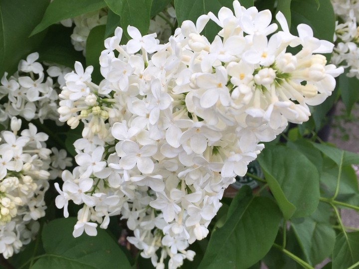  Crisp, clean white lilacs offer a special elegance in the garden.