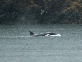 An orphaned orca calf is shown in a lagoon near Zeballos, B.C., on Tuesday April 2, 2024. The two year-old orca has been alone in the tidal lagoon near Little Espinosa Inlet since March 23 when its pregnant mother became trapped by the low tide and died on the rocky beach.