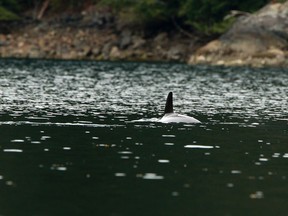 The orphaned orca calf who has been stranded after its pregnant mother died after being caught when the tide went out more than a week ago is spotted in a lagoon near Zeballos, B.C., on Monday April 1, 2024.