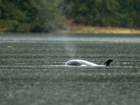 An orphaned orca calf surfaces in a lagoon where its pregnant mother died over two weeks ago on a nearby sandbar, near Zeballos, B.C., on Monday, April 8, 2024.