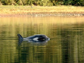 A female orphaned two-year-old orca calf known as kwiisahi?is or Brave Little Hunter, a name given by the Ehattesaht First Nation, continues to live in a lagoon near Zeballos, B.C., on Tuesday, April 9, 2024.