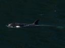 L'orque orpheline qui s'est retrouvée bloquée dans un lagon du nord-est de l'île de Vancouver a nagé devant le banc de sable sur lequel sa mère est morte et a quitté le lagon tôt vendredi matin.  Une orque femelle de deux ans est vue en train de nager dans le bras Little Espinosa, près de Zeballos, en Colombie-Britannique, le vendredi 19 avril 2024.
