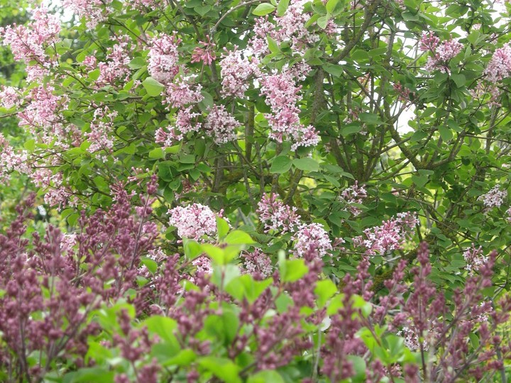  Sensation lilac offers unique multicolour blooms.