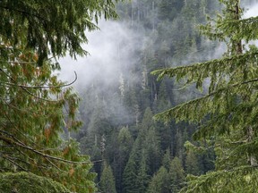 The clouds move among the old growth forest in the Fairy Creek logging area near Port Renfrew, B.C. Tuesday, Oct. 5, 2021. The Green Party is decrying a 60-day sentence handed to its deputy leader today for her role in old growth logging protests on Vancouver Island.